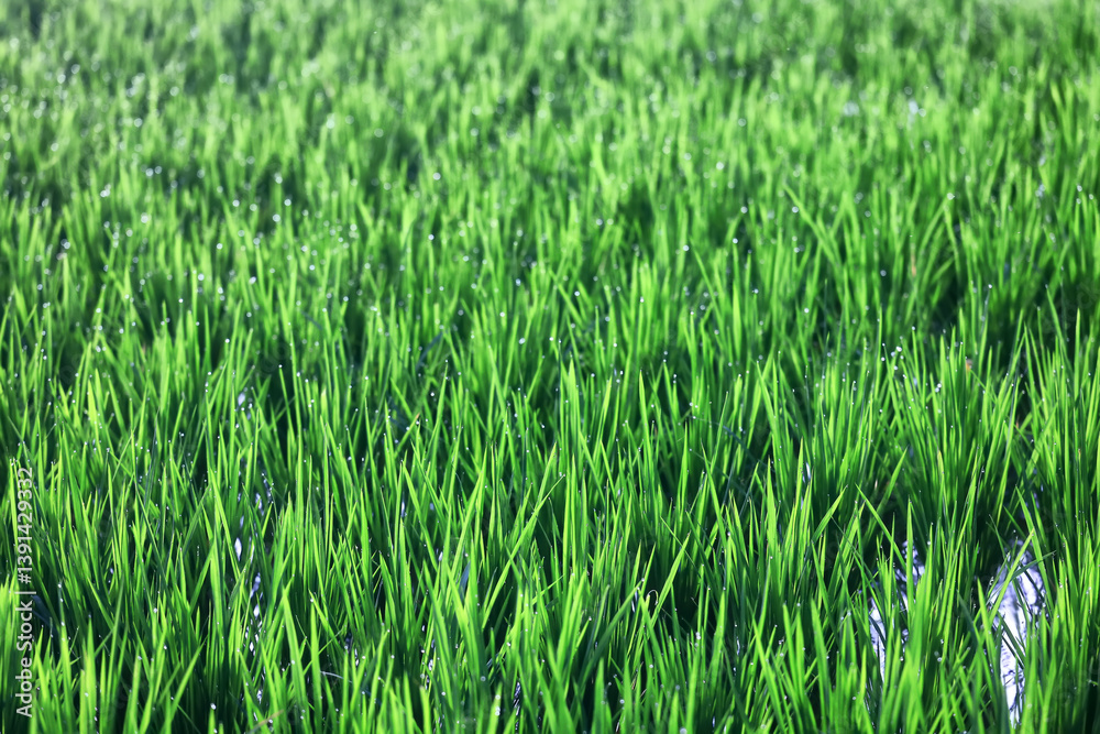Texture of green fresh grass, rice field close-up Texture of green fresh grass, rice field close-up