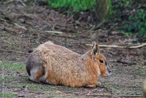Resting Patagonian Mara in Natural Habitat