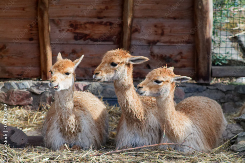 Fototapeta premium Three Guanacos in Enclosure