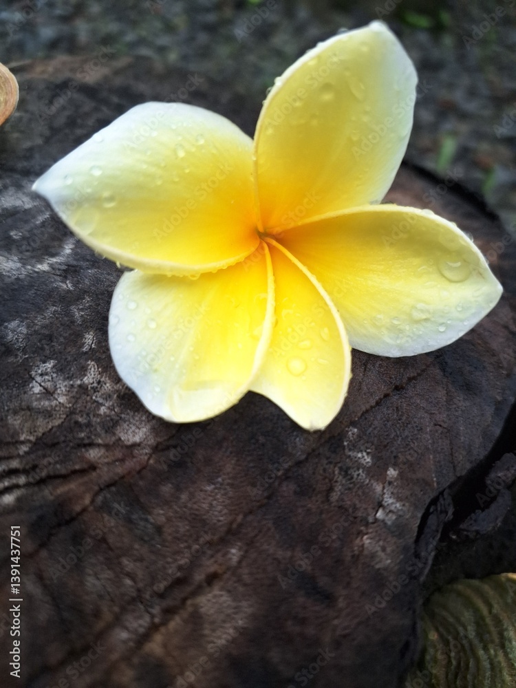 Yellow frangipani flower on old tree trunks.
This plant is widely planted in Indonesia as a garden decoration Yellow frangipani flower on old tree trunks.
This plant is widely planted in Indonesia as a garden decoration