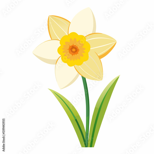 Daffodil on white background