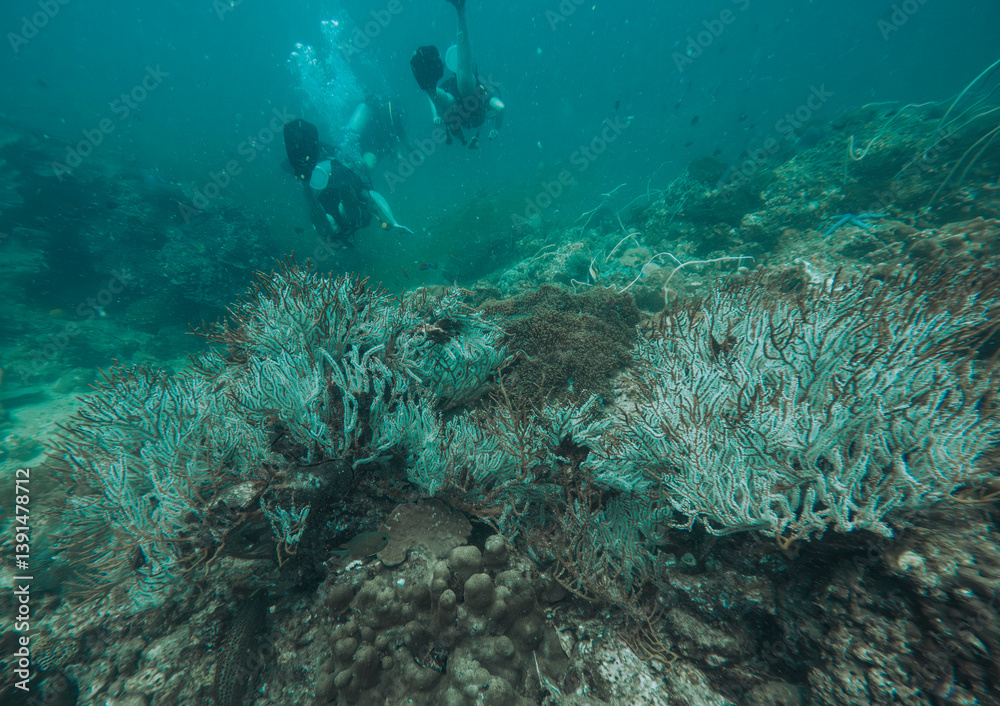 Fototapeta premium SCUBA DIVE THAILANDIA