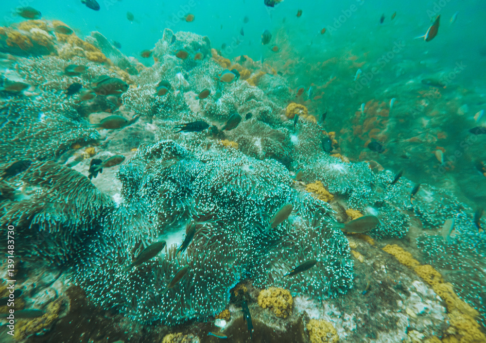 Fototapeta premium SCUBA DIVE THAILANDIA