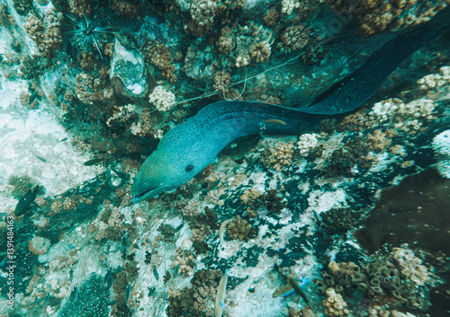SCUBA DIVE THAILANDIA