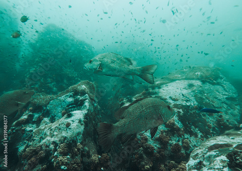 SCUBA DIVE THAILANDIA