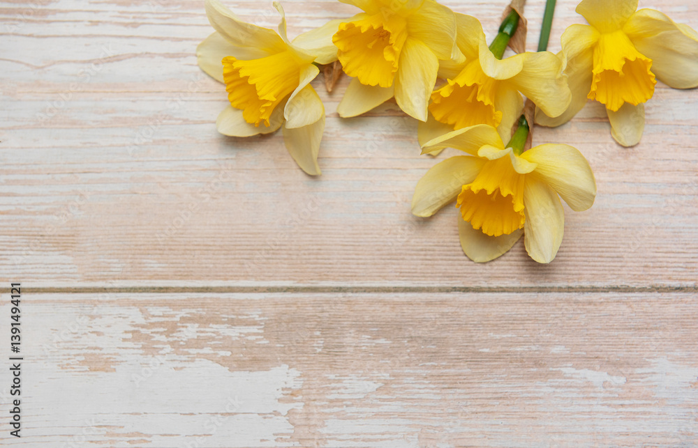 Yellow daffodils creating a border on rustic white wooden background