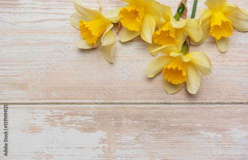 Obraz na płótnie Yellow daffodils creating a border on rustic white wooden background w salonie