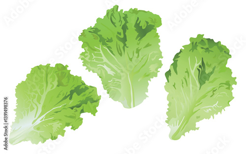 Bright green lettuce leaves illustration
