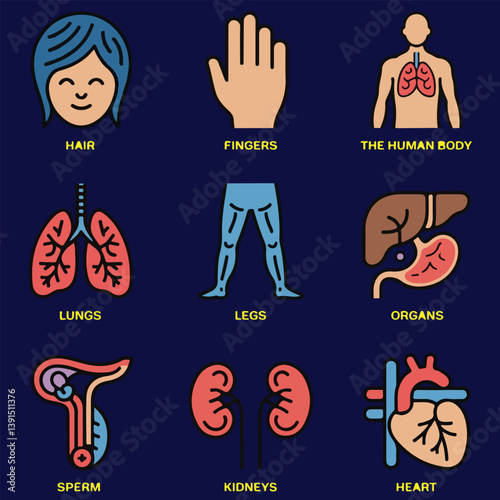 Customizable Stroke Icons of Human Anatomy for Health and Educational Purposes