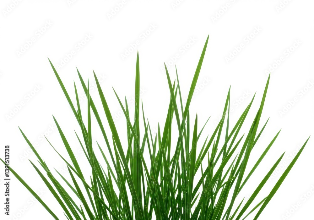A close up view of fresh green grass blades against a bright white background in a studio shot A close up view of fresh green grass blades against a bright white background in a studio shot