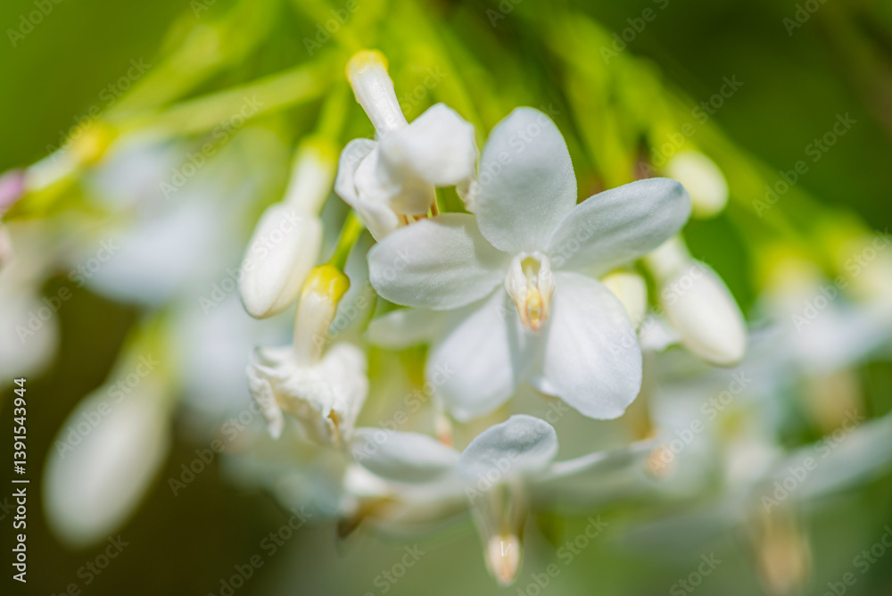 Fototapeta premium Amazing beautiful colorful flowers background