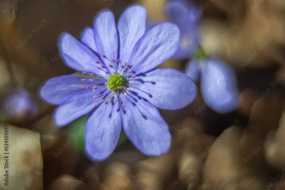 Spring flowers in macro photos.