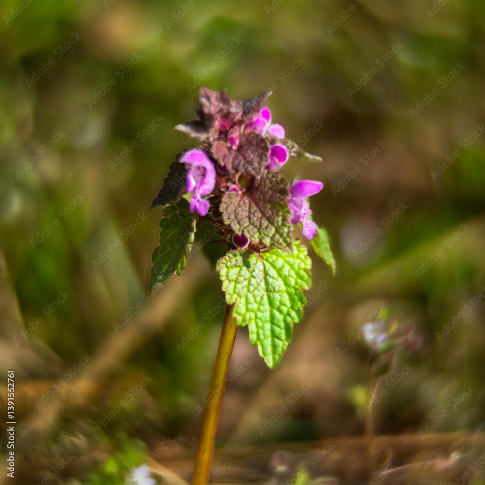Spring flowers in macro photos.