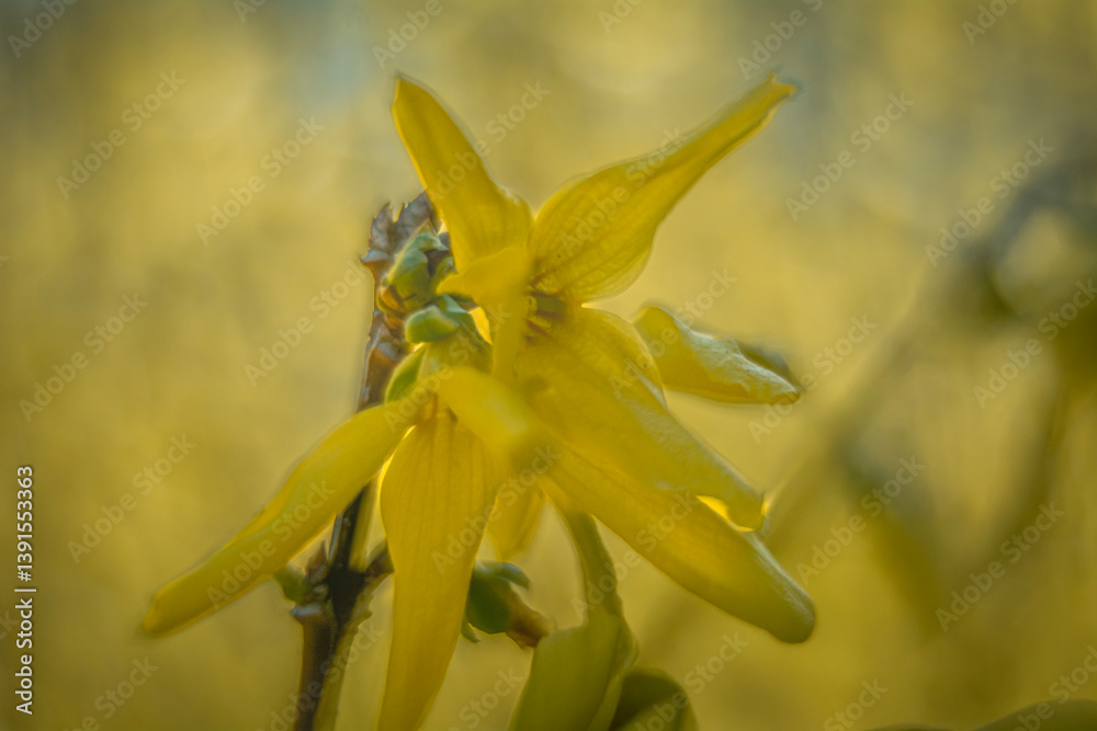 Spring flowers in macro photos.