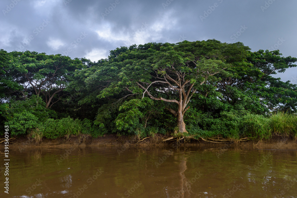 Fototapeta premium River cruise on the way to Likuri Island, Fiji, Mangrove trees
