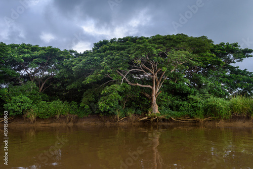 River cruise on the way to Likuri Island, Fiji, Mangrove trees