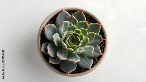 ucculent plant in ceramic pot, isolated on white, top-down view