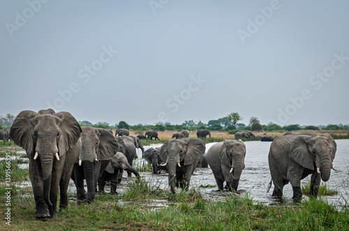 Billede på lærred African bush elephant (Loxodonta africana) herd