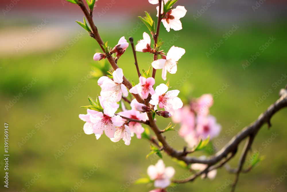 Peach trees blossom in spring Peach trees blossom in spring