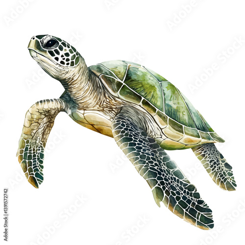 Olive ridley sea turtle, watercolor illustration, isolated on a white background.


