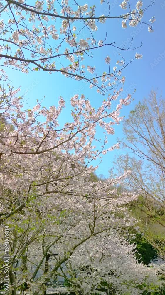【Japan Chiba】4K Japanese Yoritomo's Cherry Blossoms on the Hota River Drone aerial footage Vertical angle 【Japan Chiba】4K Japanese Yoritomo's Cherry Blossoms on the Hota River Drone aerial footage Vertical angle