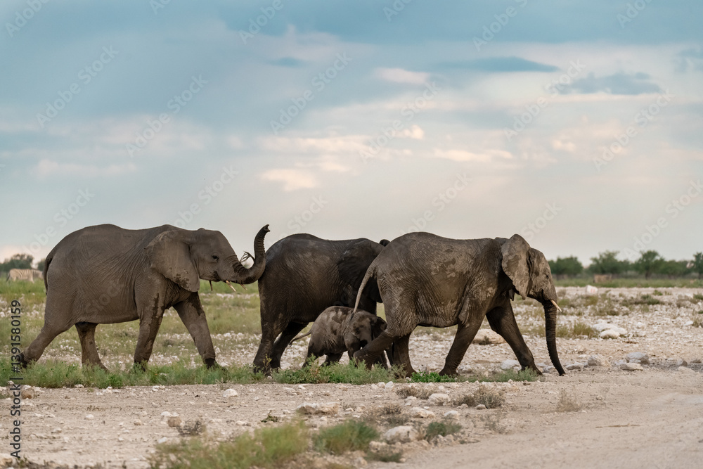 Fototapeta premium Elephant family herd crossing the savanna — animal of Africa