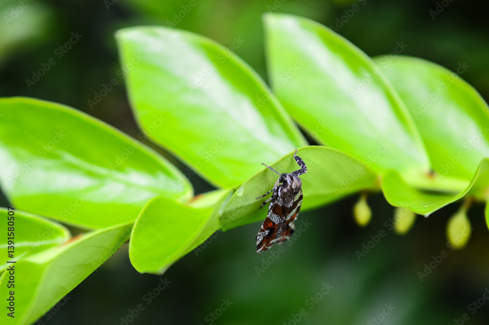 Tropical insect resting on the leaf