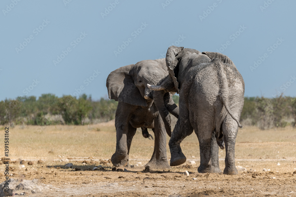 Obraz premium Elephant family herd crossing the savanna — animal of Africa 