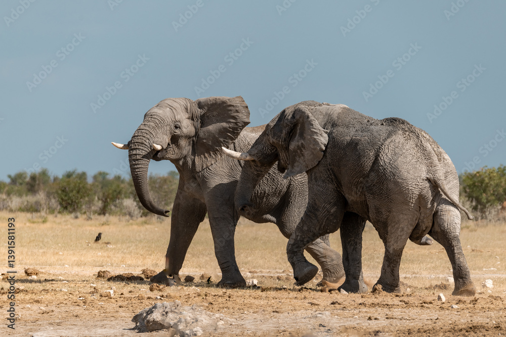 Obraz premium Elephant family herd crossing the savanna — animal of Africa 
