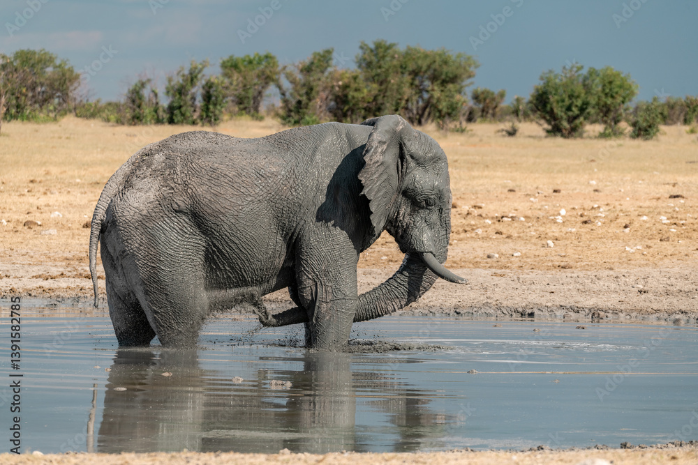 Obraz premium Elephant family herd crossing the savanna — animal of Africa 