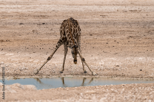 African giraffe walking across savanna — animal of Africa
