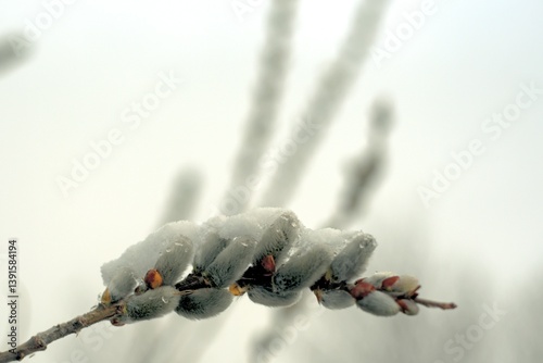 Spring willow branch covered with snow.
