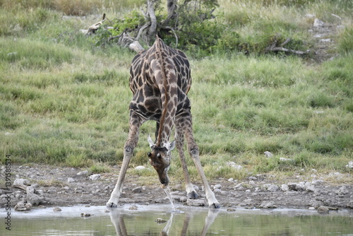 African giraffe drinking with splayed legs — animal of Africa
