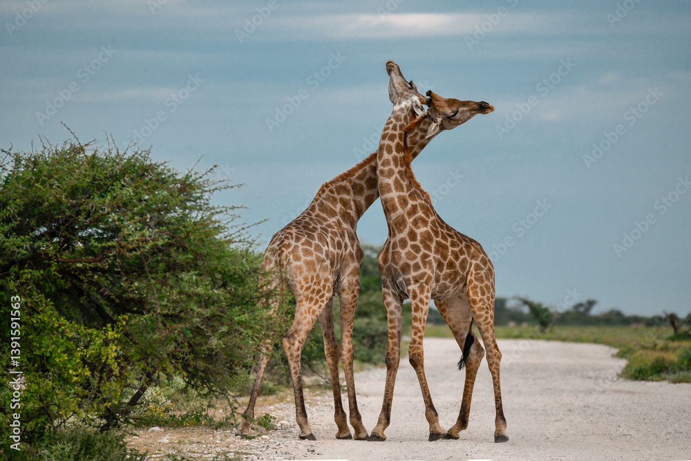 Obraz premium Male giraffes necking in contest — animal of Africa 