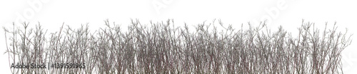 Dried wild plant in summer, Tropical forest with isolated on transparent background - PNG file, 3D rendering for create and design