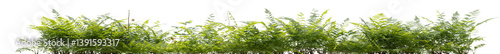 Fern and wild plant in nature with isolated on transparent background - PNG file, 3D rendering for create and design