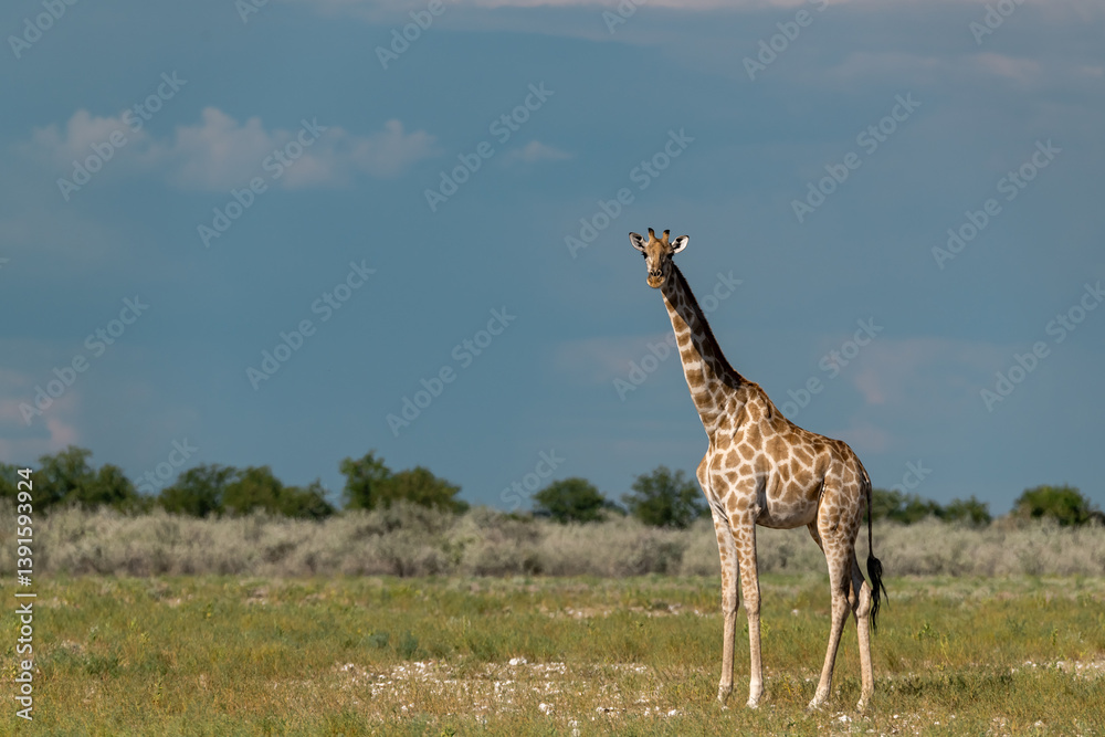 Obraz premium Gentle giraffe with calf in the savannah, animal of Africa 
