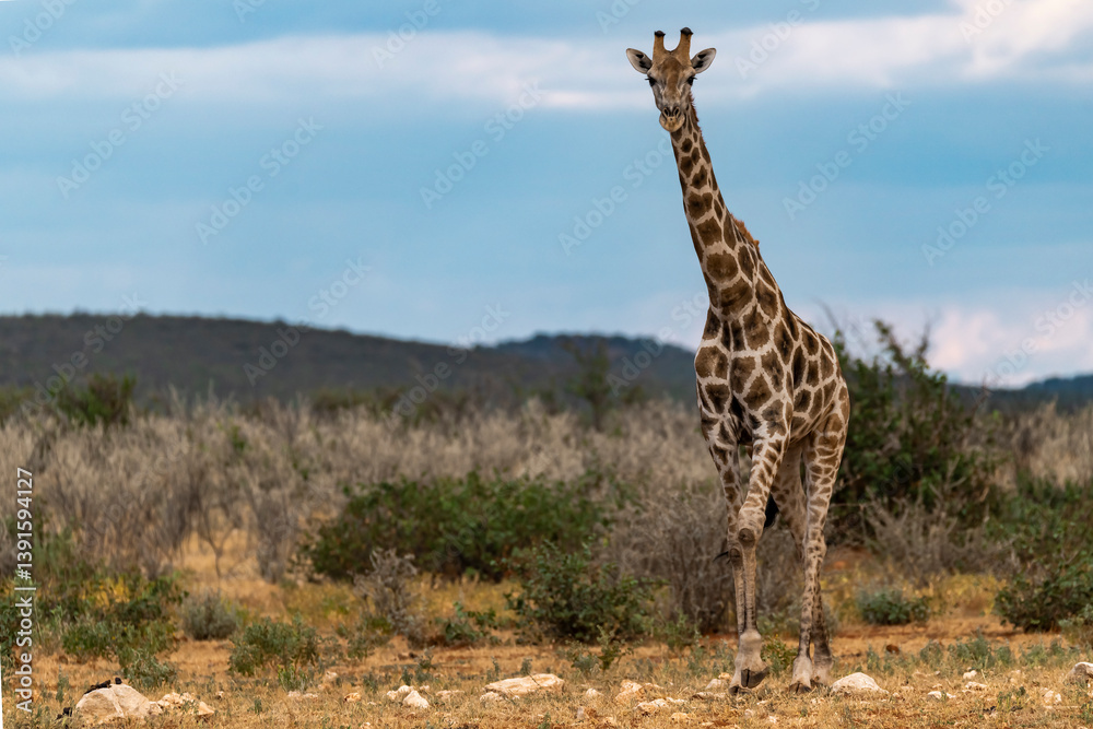 Obraz premium Gentle giraffe with calf in the savannah, animal of Africa 