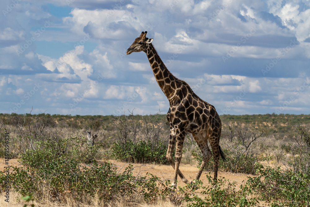 Obraz premium Gentle giraffe with calf in the savannah, animal of Africa 