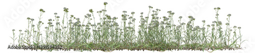 Common Yarrow flowers field in nature, Tropical forest isolated on transparent background - PNG file, 3D rendering for create and design