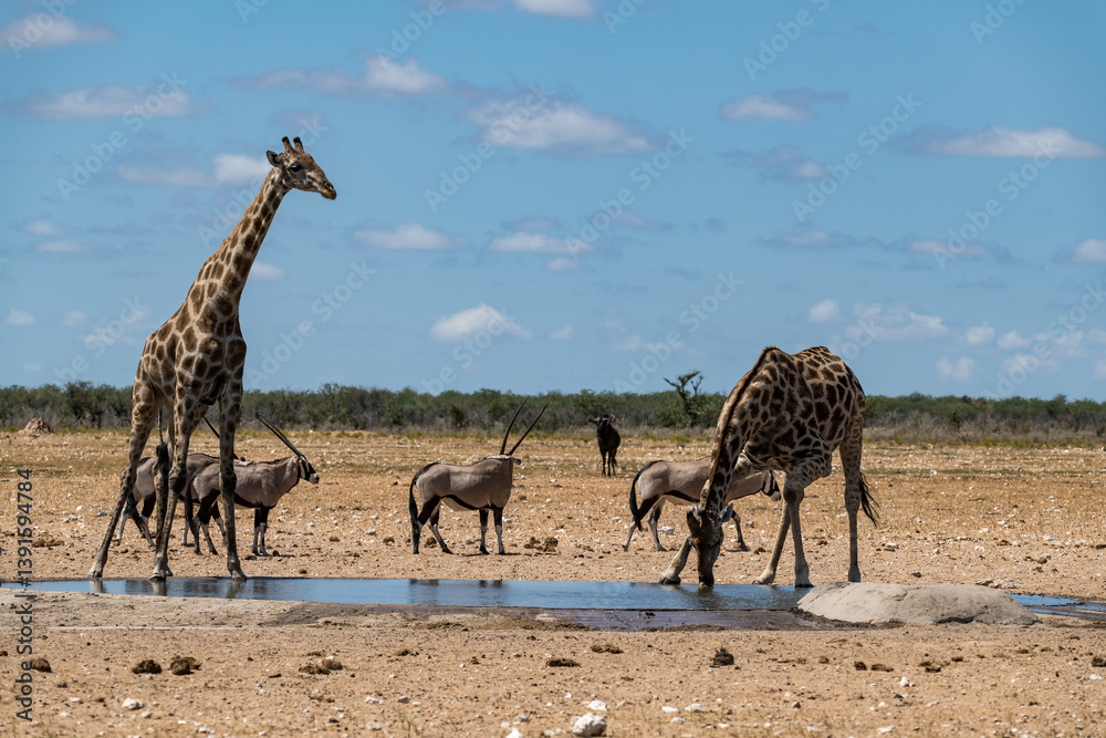 Obraz premium Gentle giraffe with calf in the savannah, animal of Africa 