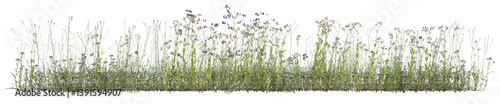 Various types of wild flowers and grass field in nature, Tropical forest isolated on transparent background - PNG file, 3D rendering for create and design