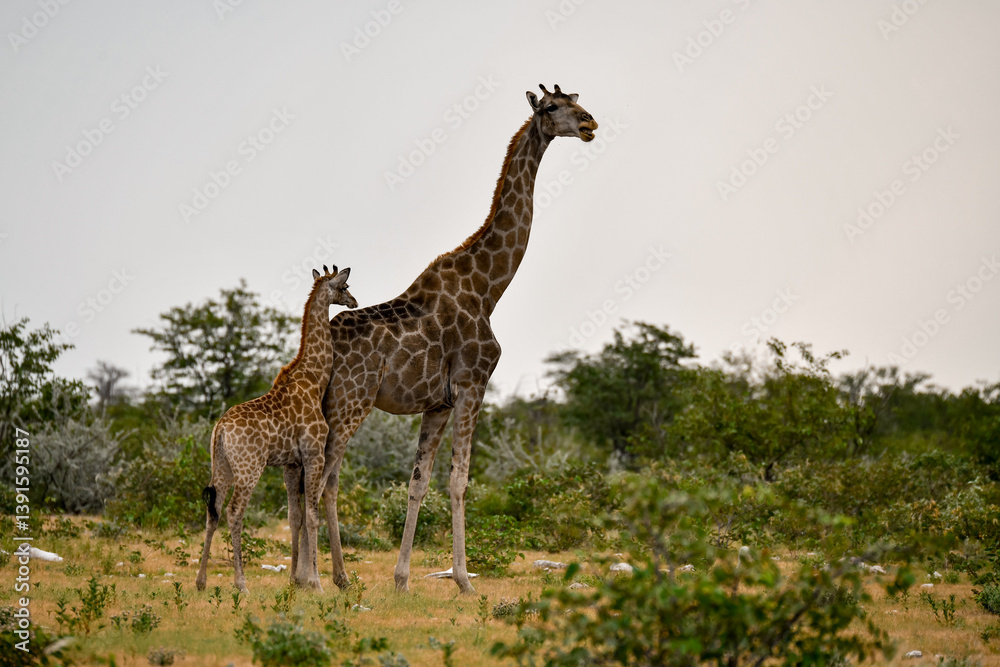 Obraz premium Gentle giraffe with calf in the savannah, animal of Africa 