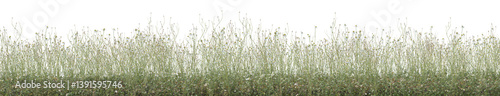 Wild Chamomile flowers field in nature, Tropical forest isolated on transparent background - PNG file, 3D rendering for create and design