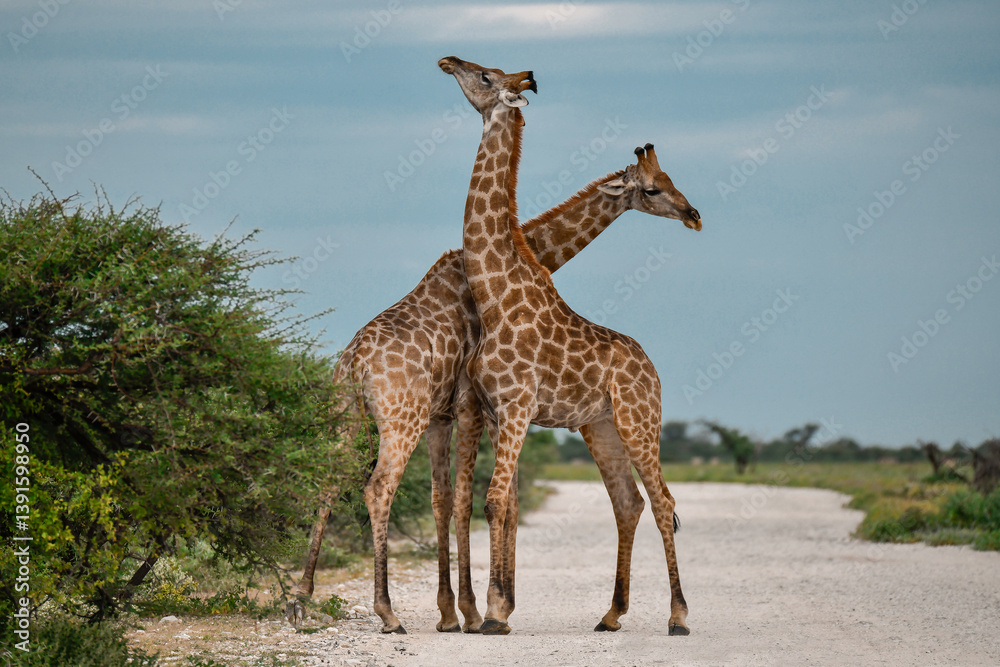 Obraz premium Giraffe in Safari Africano - Botswana