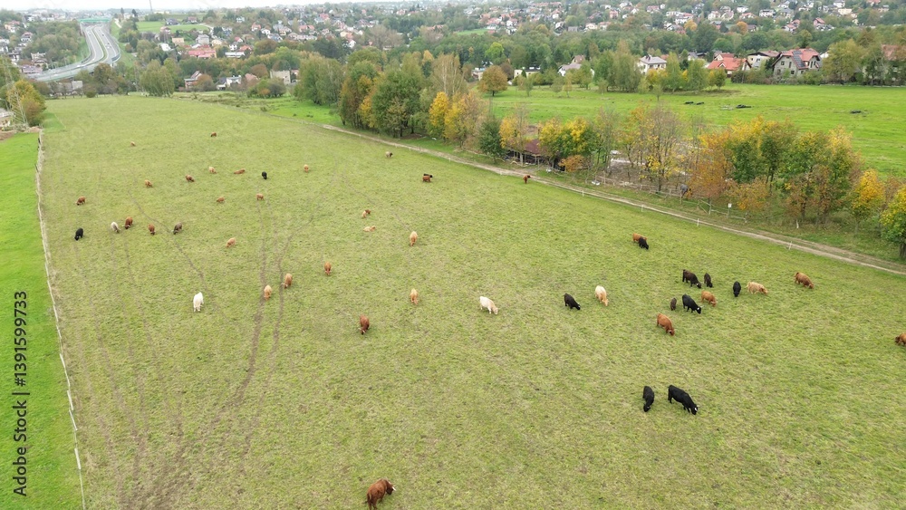 Highland cattle grazing in mountain meadow