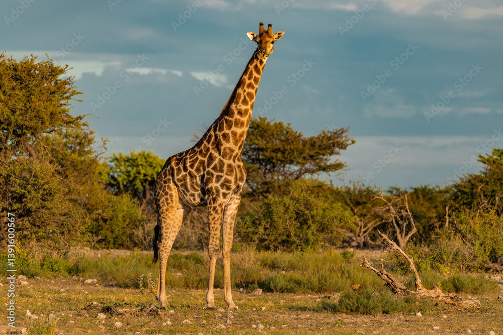 Obraz premium Giraffe in Safari Africano - Botswana