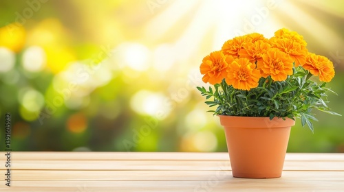 Orange marigolds in a pot