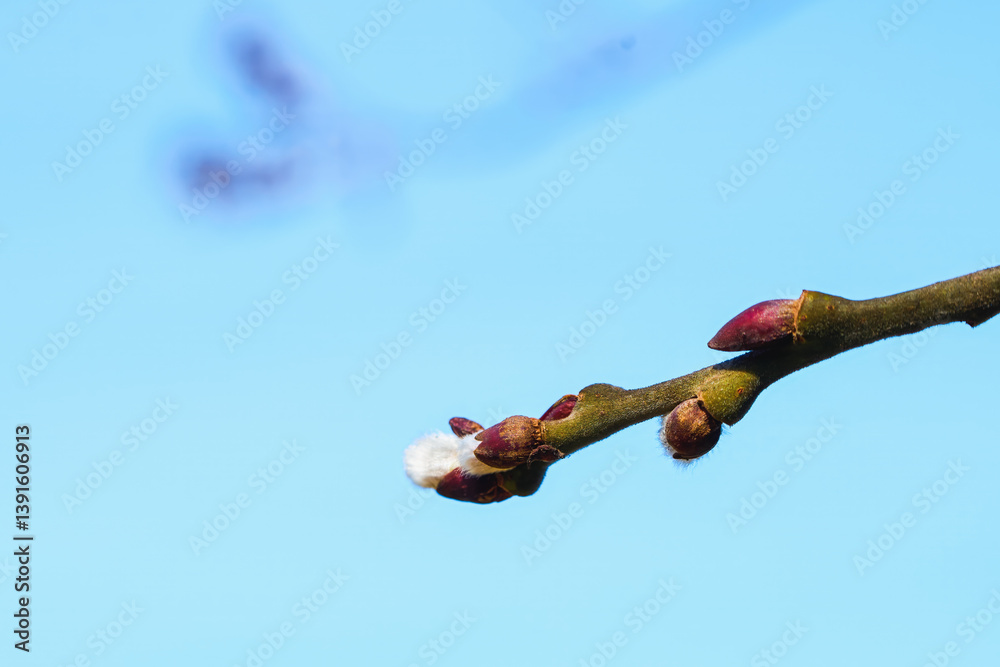 Soft catkins emerging on tree branch