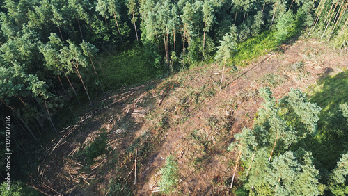 Aerial view of logs piled up after forest deforestation